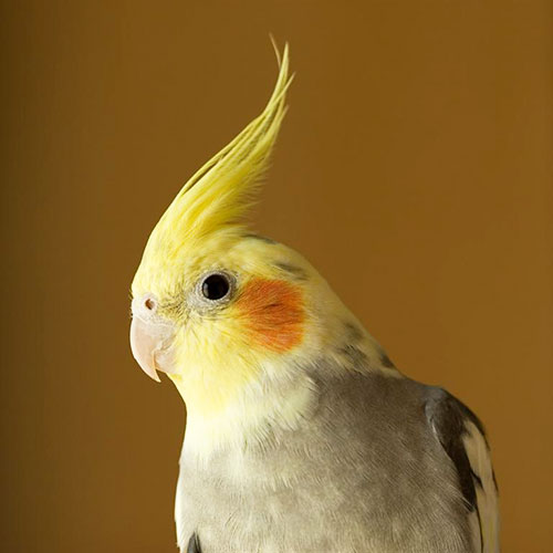 Some Interesting Facts About Your Cockatiels